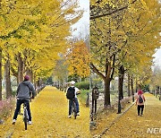 [뉴시스 앵글] '은행나무 도시' 증평은 황금길