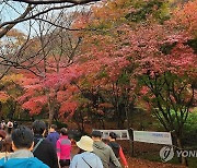 정읍 내장산 단풍 절정