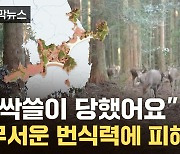 [자막뉴스] 거대한 크기에 '공포'...'무법지대' 되어가는 한반도