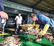 금어기 풀린 영덕대게 3일 첫 위판