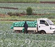 제주 양배추 수확 '한창'