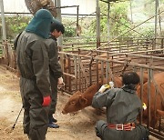 [곡성소식] 축산농가 감염병예방 총력