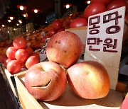 [포토] 흠집 있지만 맛은 좋은 ‘못난이 사과’ 인기