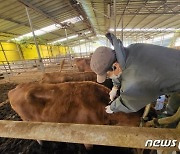 전남도내 사육소 '럼피스킨병 백신접종' 완료