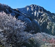 상고대 피어난 한라산