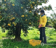 고흥 유자 따는 김건희 여사