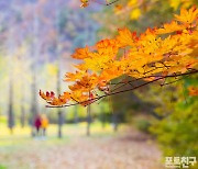 [포토친구] 잠깐의 화려함 뒤에 긴 쓸쓸함이 있을 듯