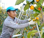 산청곶감 원료감 ‘고종시’ 수확 구슬땀 [산청소식]