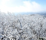 대관령 -4.6도·화천 사내 -4.2도…강원 출근길 '오들오들'(종합)