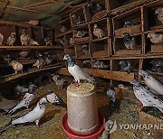 epaselect INDIA KASHMIR PHOTO SET PIGEON KEEPING