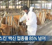 울산 ‘럼피스킨’ 백신 접종률 85% 넘어