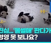 [영상] '몸썰매' 판다가족, 23년 '미국살이' 끝…이제 4마리만 남았다