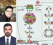 충남대 이종수 교수팀, 'Gadd45ß' 단백질 새 분자적 기전 규명