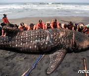 [포토] 인도네시아 해변서 발견된 고래상어 사체