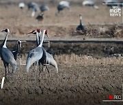 [영상+] "곡예비행은 이렇게 하는 것" 창원 주남지 재두루미