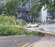 태풍에 도로 복구 중 숨진 70대, 2심도 패소…“구청 배상책임 없다”