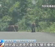 덩치 큰 소도 물어 죽였다…中 민가 덮친 '백두산 호랑이 공포'