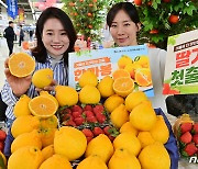 농협유통, 겨울에 더 맛있는 딸기와 한라봉 첫 출하