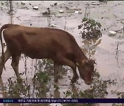 송아지 구조한 소방관 '동물구조대상' 수상