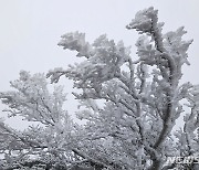 올 겨울 최저기온, 첫 눈 내린 제주 한라산 [뉴시스Pic]