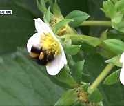 [보도기획K] 꿀벌 집단 폐사…과수 농가의 깊은 고민