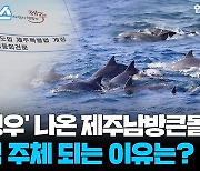 [자막뉴스] 남방큰돌고래에 법적 권리를…제주도, 국내 첫 '생태법인' 추진