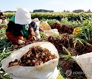 황토·햇살 머금은 태안 생강, 본격 출하