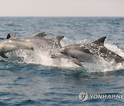 '제돌이 춘삼이도 법적 주체' 제주남방큰돌고래 생태법인 추진