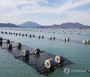 한국 '김' 수출 7억달러 첫 돌파…세계 120개국으로 시장 확대