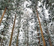 눈꽃 나무 아래 숲내음… 겨울 산행은 보약이더라