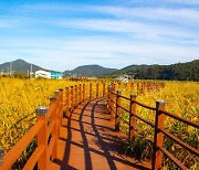 '만추'의 정취..전남의 산책 명소에서 즐겨보세요