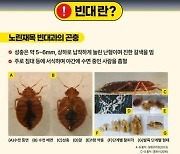 수원도 빈대 출몰…"주택 2곳서 성충 발견"