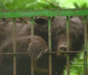 ‘사람 습격하는 곰’ 늘어나 고심하는 일본... 7개월간 180명 피해