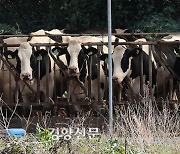 김천 한우농장서 럼피스킨병 발생…한우 최대 사육지 경북 첫 확진