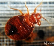 “생존력 정말 끈질기다”…한 달 방제에도 인천 중학교서 빈대 ‘또’