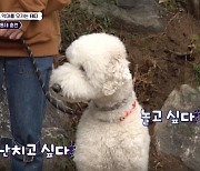 "집 밖에선 악마" 보호자 고민에, 강형욱이 내놓은 의외의 답