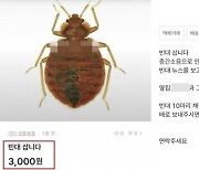 견딜 수 없는 층간소음… 보복용 빈대 구매글도 등장 [뉴스+]