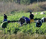 더 추워지기 전에