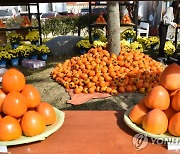 하동 대봉감·밤 농가, 작황 나빠 '근심'…탄저병·냉해 여파