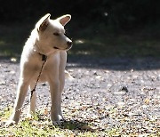 아내와 다투고 반려견 죽인 40대 벌금형에 검찰 항소