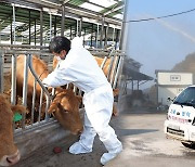 최후보루 경북도 뚫려…소 최다 사육 경북에 럼피스킨 방역 비상