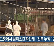 고창에서 럼피스킨 확산세…전북 누적 12건