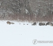 총성 멈추자 제주 노루 다시 늘었다…4천800마리 서식