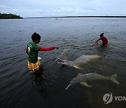 Protein Problem Rainforest