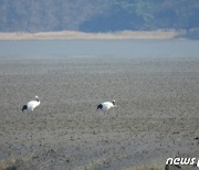 인천 강화 갯벌서 올해 첫 두루미 발견