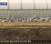 철원 평야 수놓는 겨울 진객 두루미…지역 소득 창출까지