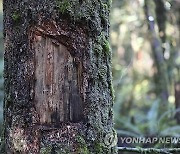 Climate Trees Dying