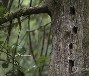 Climate Trees Dying