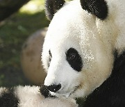 Giant Pandas