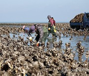 제철 맞은 태안산 굴 수확 본격 시작